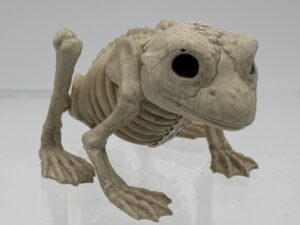 29015 Skeleton Frog plastic (2) (Large) (Small)