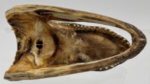 29019 American Alligator Head (2) (Large) (Small)